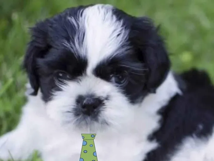 Cachorro ra a Mestico  idade 1 ano nome Bob 