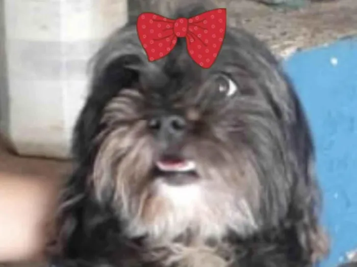 Cachorro ra a Mestica  idade 2 anos nome Amora 