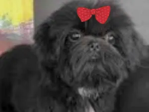 Cachorro raça Mestica  idade 2 anos nome Dora 