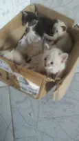 Gatinhos e gatinhas ??