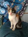Mia