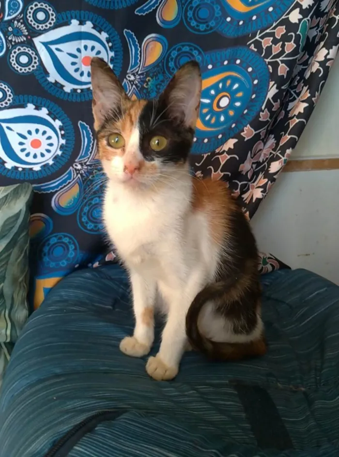 Gato ra a SRD-ViraLata idade 2 a 6 meses nome Mia