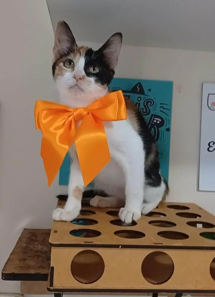 Gato ra a SRD-ViraLata idade 2 a 6 meses nome Mia