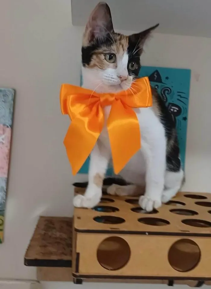 Gato ra a SRD-ViraLata idade 2 a 6 meses nome Mia