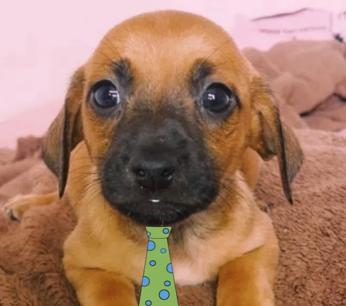 Cachorro ra a Mestico  idade 2 a 6 meses nome Boris 