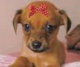 Manu 