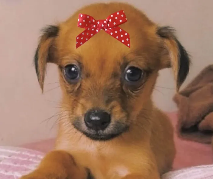 Cachorro ra a Mestica  idade 2 a 6 meses nome Manu 
