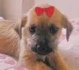Maia
