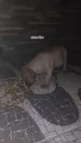 eles não tem nomes, são cachorrinhos de rua, vivem na rua da minha casa.