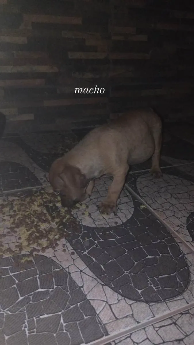 Cachorro ra a ViraLata idade  nome eles não tem nomes, são cachorrinhos de rua, vivem na rua da minha casa.