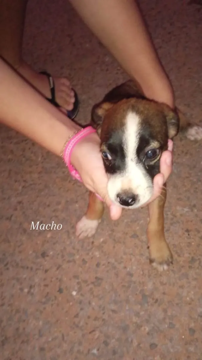 Cachorro ra a ViraLata idade  nome eles não tem nomes, são cachorrinhos de rua, vivem na rua da minha casa.