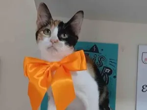 Gato raça SRD-ViraLata idade 2 a 6 meses nome Mia