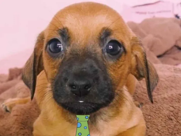 Cachorro ra a Mestico  idade 2 a 6 meses nome Boris 