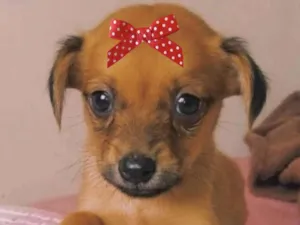 Cachorro raça Mestica  idade 2 a 6 meses nome Manu 