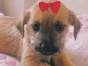 Cachorro raça Mestica  idade 2 a 6 meses nome Maia 