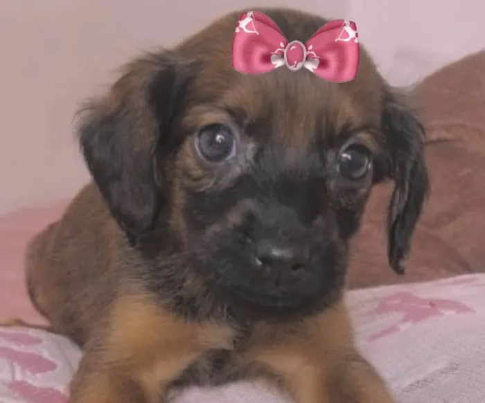 Cachorro ra a Mestica  idade 2 a 6 meses nome Raika 