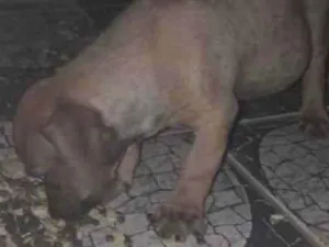 Cachorro raça ViraLata idade  nome eles não tem nomes, são cachorrinhos de rua, vivem na rua da minha casa.