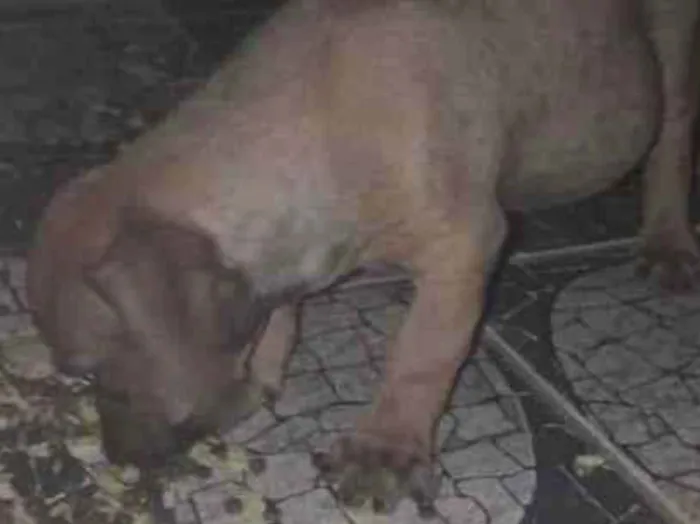 Cachorro ra a ViraLata idade  nome eles não tem nomes, são cachorrinhos de rua, vivem na rua da minha casa.