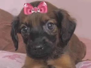 Cachorro raça Mestica  idade 2 a 6 meses nome Raika 