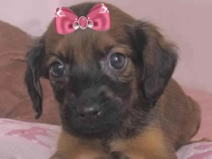 Cachorro ra a Mestica  idade 2 a 6 meses nome Raika 