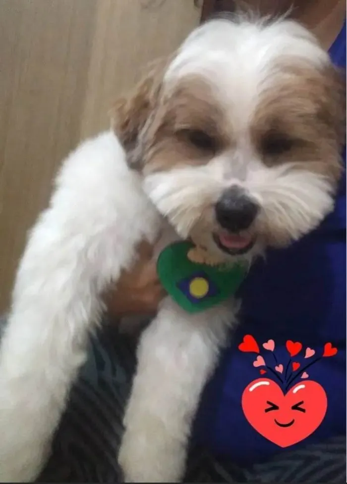 Cachorro ra a Lhasa Apso idade 1 ano nome Snoopy 