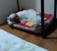 Snoopy 
