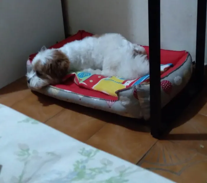 Cachorro ra a Lhasa Apso idade 1 ano nome Snoopy 