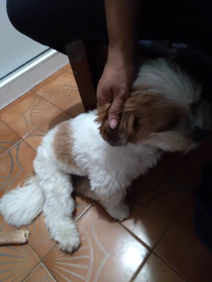 Cachorro ra a Lhasa Apso idade 1 ano nome Snoopy 