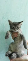Gato raça  idade Abaixo de 2 meses nome Lulu
