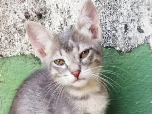 Gato raça  idade Abaixo de 2 meses nome Lulu