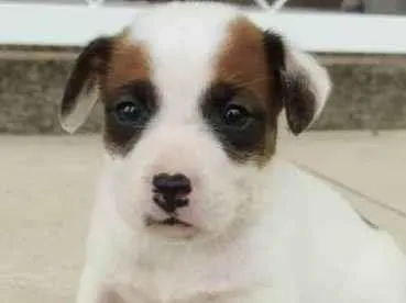 Cachorro ra a Sem Raça Definida idade Abaixo de 2 meses nome Ainda não possuem nomes