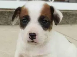 Cachorro raça Sem Raça Definida idade Abaixo de 2 meses nome Ainda não possuem nomes