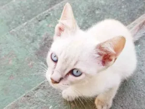 Gato raça  idade Abaixo de 2 meses nome Lila
