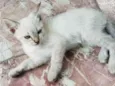 Gato raça  idade Abaixo de 2 meses nome Lina