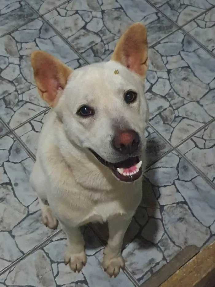 Cachorro ra a SRD-ViraLata idade 1 ano nome Tony