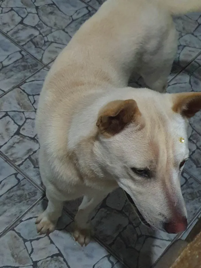 Cachorro ra a SRD-ViraLata idade 1 ano nome Tony