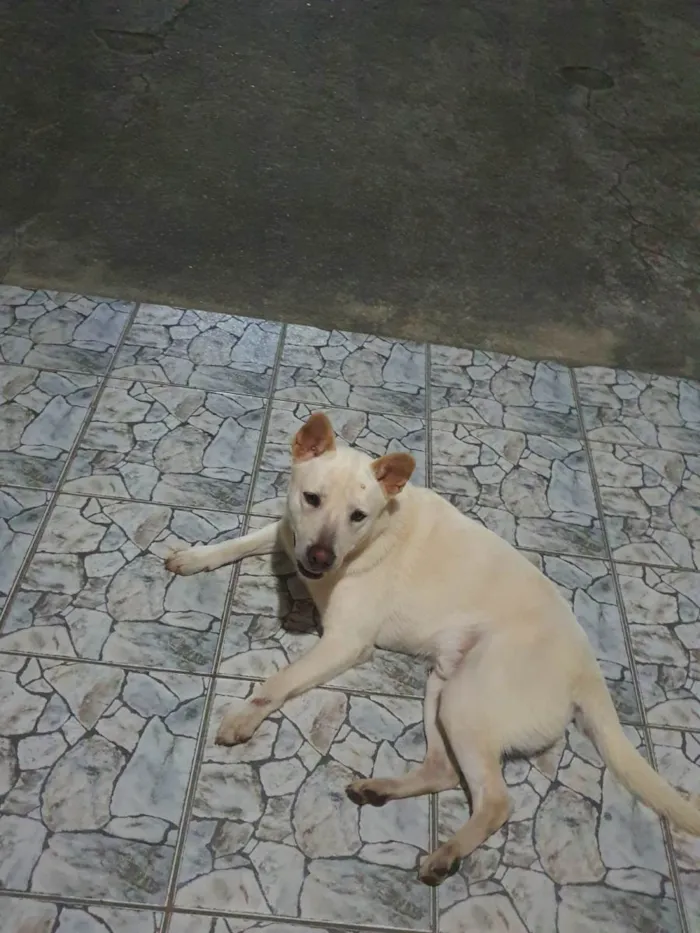 Cachorro ra a SRD-ViraLata idade 1 ano nome Tony