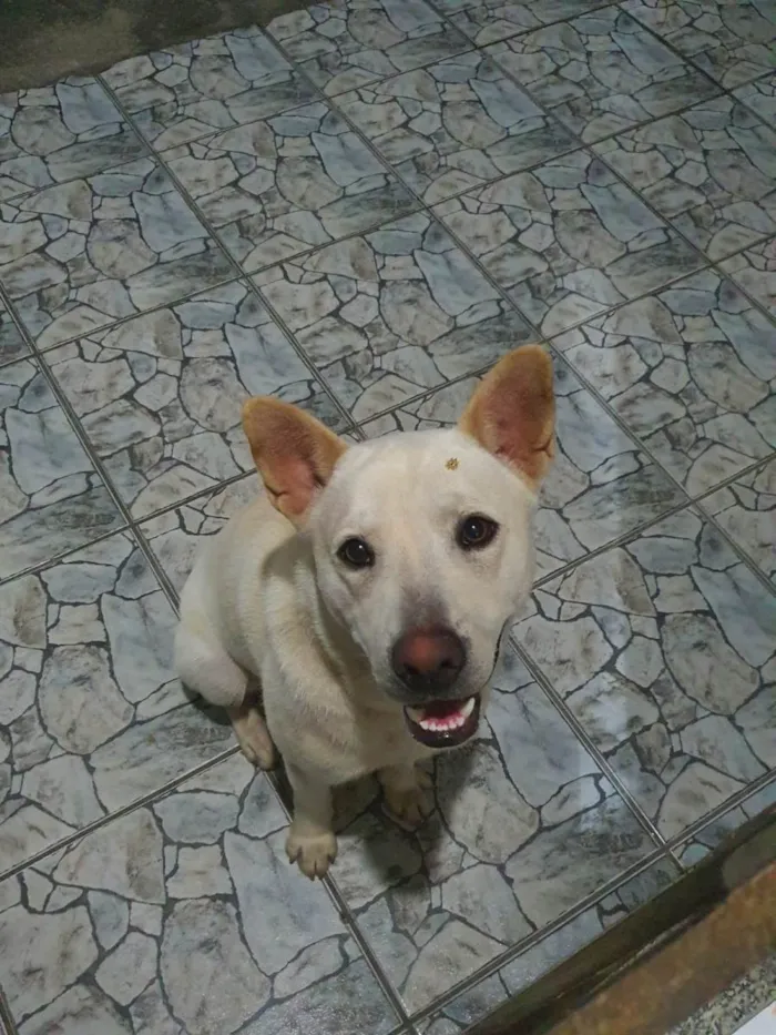Cachorro ra a SRD-ViraLata idade 1 ano nome Tony