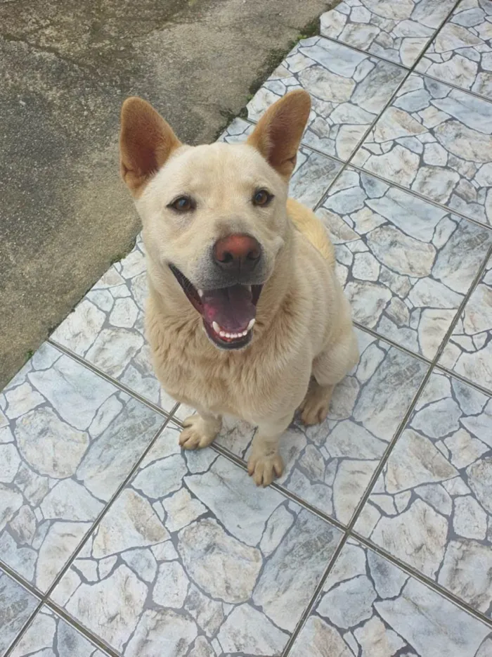Cachorro ra a SRD-ViraLata idade 1 ano nome Tony