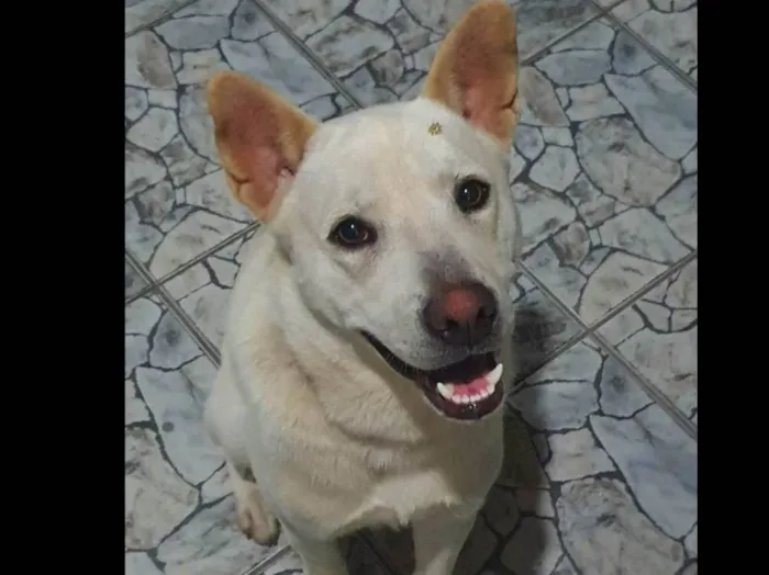 Cachorro ra a SRD-ViraLata idade 1 ano nome Tony