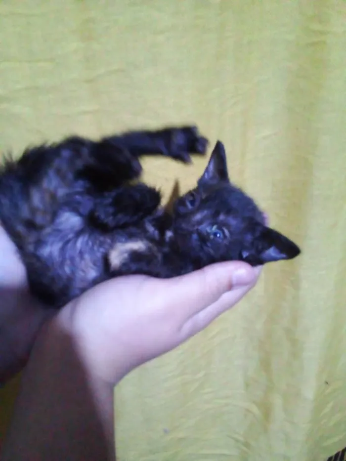 Gato ra a SRD-ViraLata idade Abaixo de 2 meses nome Agnes