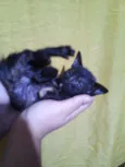 Agnes