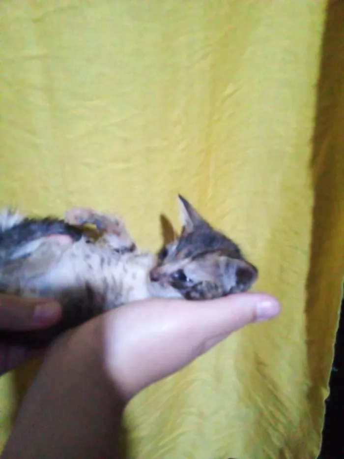 Gato ra a SRD-ViraLata idade Abaixo de 2 meses nome Lady