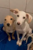 Cachorro raça SRD-ViraLata idade 2 a 6 meses nome Sem Nome 