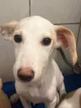 Cachorro raça SRD-ViraLata idade 2 a 6 meses nome Sem Nome 
