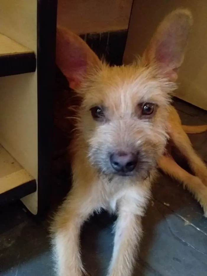 Cachorro raça Vira lata idade 7 a 11 meses nome Thor
