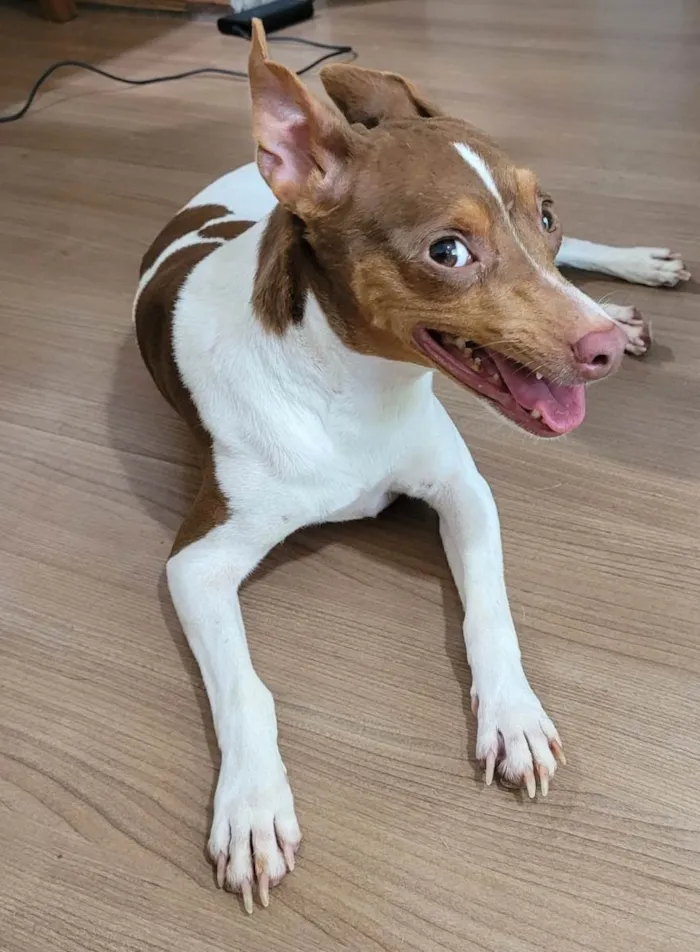 Cachorro ra a Fox Terrier idade 5 anos nome Lully