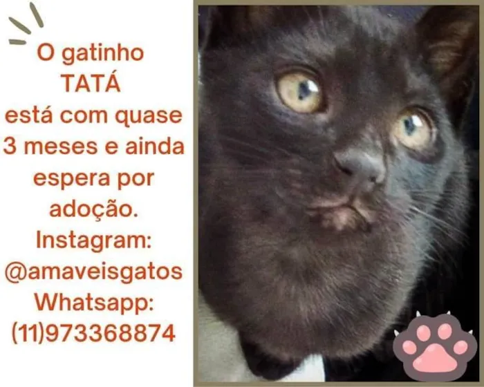 Gato ra a SRD-ViraLata idade 2 a 6 meses nome Tatá