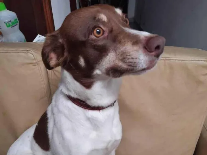 Cachorro ra a SRD-ViraLata idade 5 anos nome Nani