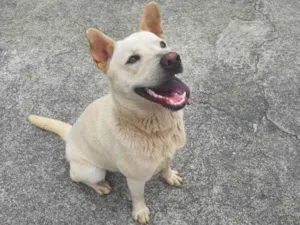 Cachorro raça SRD-ViraLata idade 1 ano nome Tony